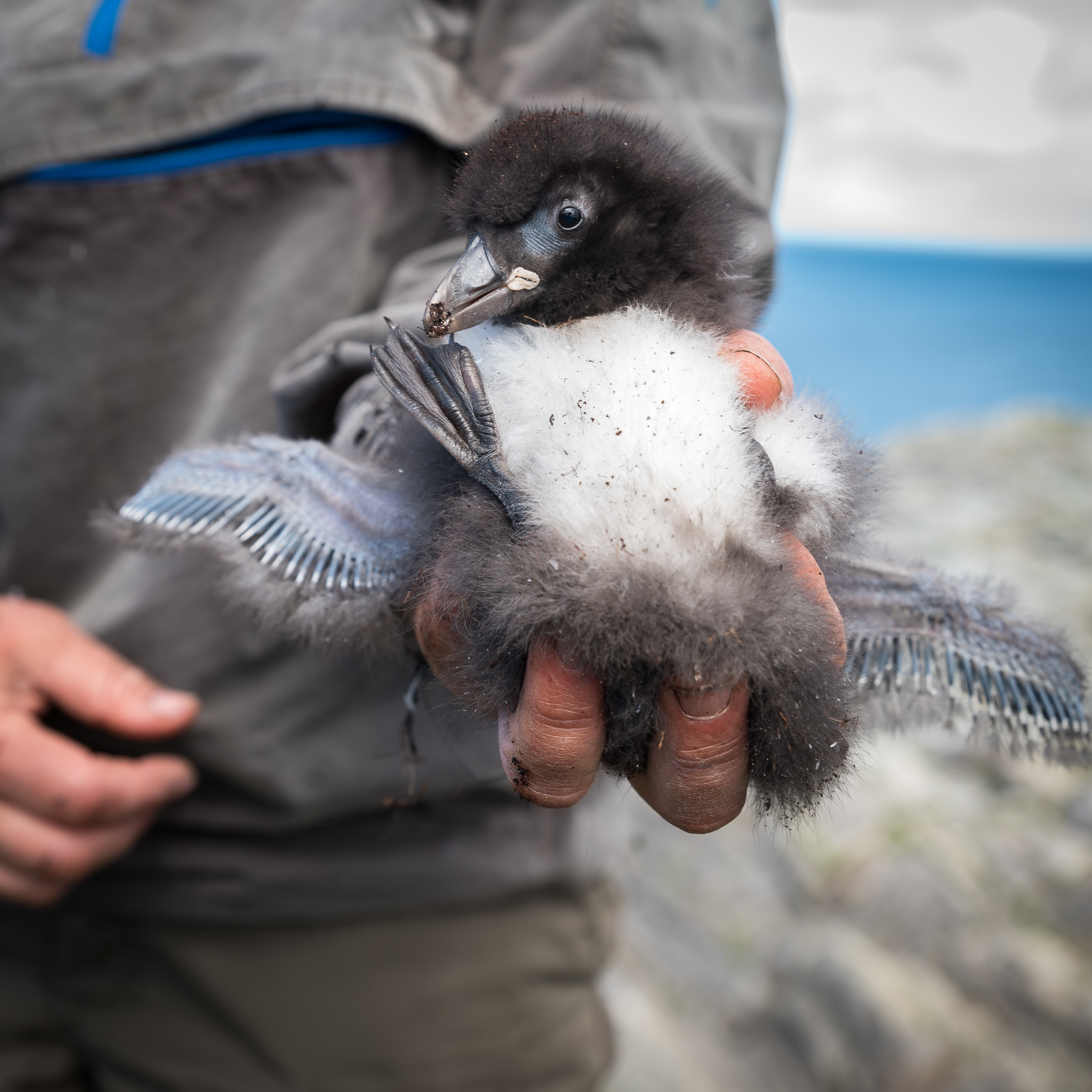 Atlantic puffin chick